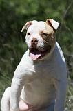 BOULEDOGUE AMERICAIN 043